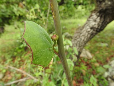 Senecio sessilifolius, photographed by Oscar Alejandro Morales Juárez
