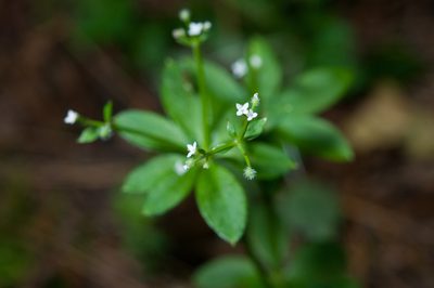 Galium echinocarpum, photographed by Cheng-Tao Lin