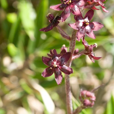 Veratrum formosanum, photographed by Cheng-Tao Lin