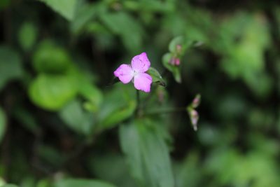 Tradescantia commelinoides, photographed by Said Jimenez