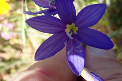 Geissorhiza lewisiae, photographed by Peter Warren