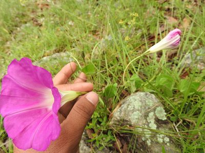 Ipomoea hartwegii, photographed by Oscar Alejandro Morales Juárez