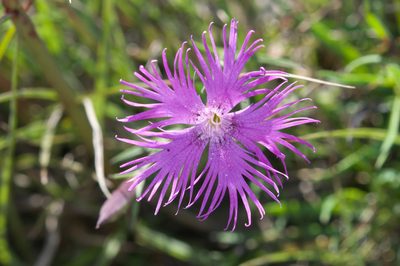 Dianthus pygmaeus, photographed by Cheng-Tao Lin