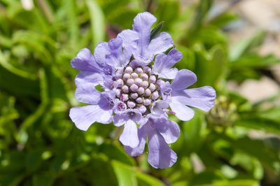 Scabiosa lacerifolia, photographed by Cheng-Tao Lin
