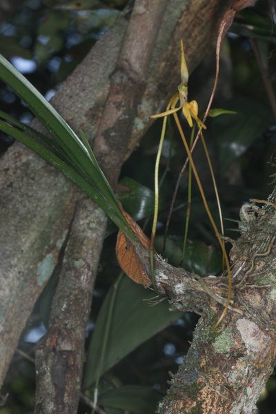 Jumellea stenophylla, photographed by Scott Loarie