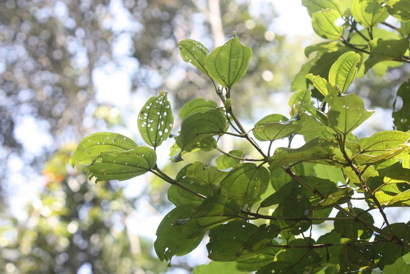 Dichaetanthera cordifolia, photographed by Scott Loarie