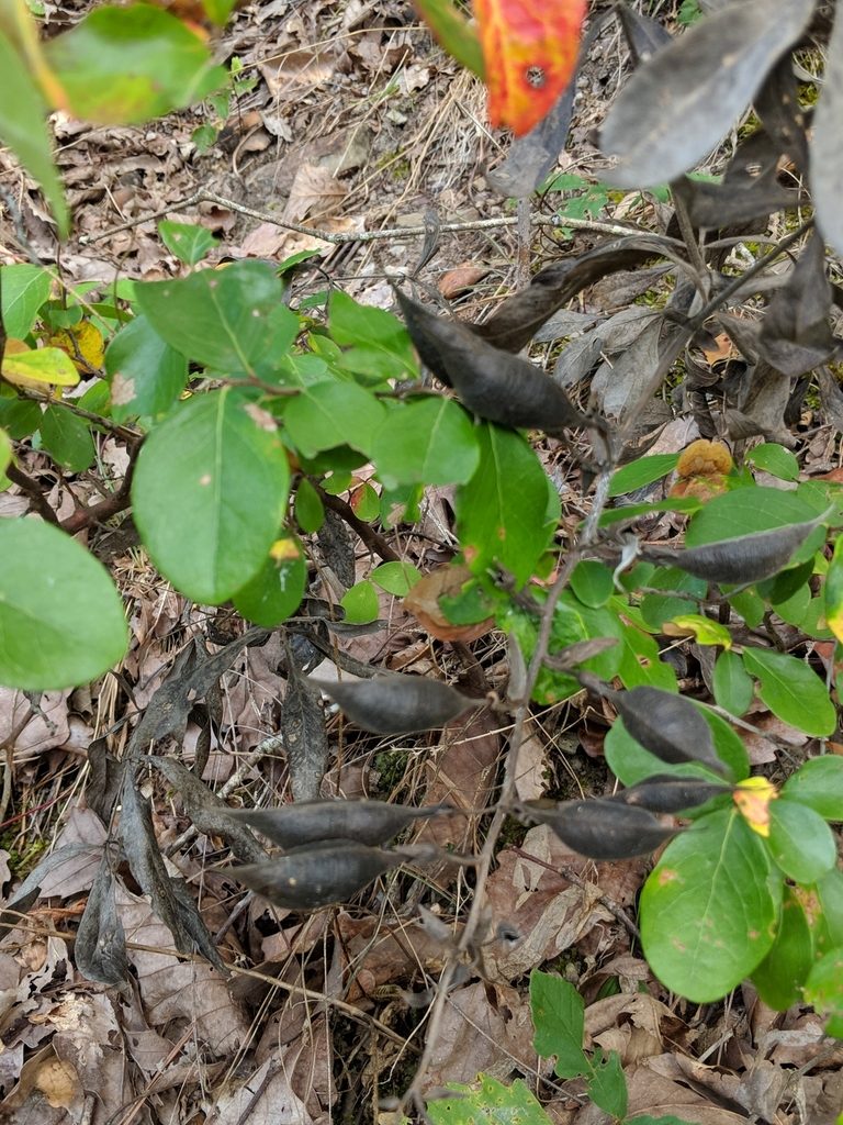 Baptisia bracteata, photographed by Rob John