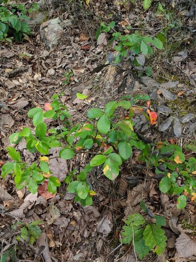 Baptisia bracteata, photographed by Rob John