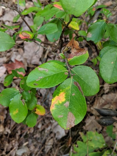 Baptisia bracteata, photographed by Rob John