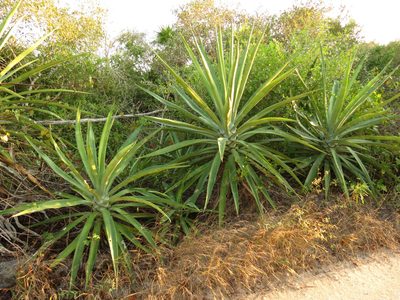 Agave fourcroydes, photographed by Katja Schulz