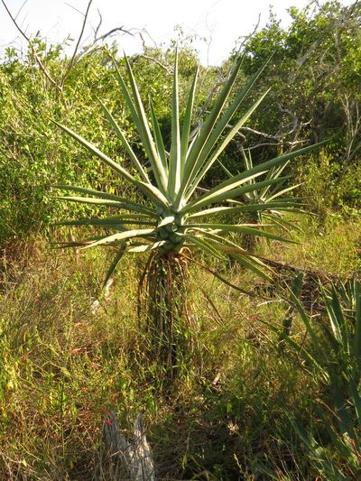 Agave fourcroydes, photographed by Katja Schulz