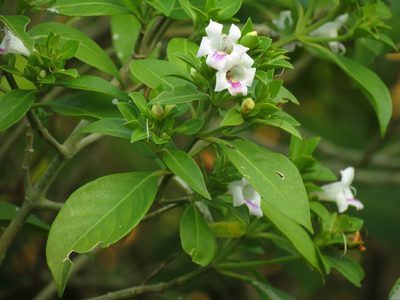 Bravaisia berlandieriana, photographed by Katja Schulz