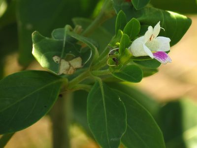 Bravaisia berlandieriana, photographed by Katja Schulz