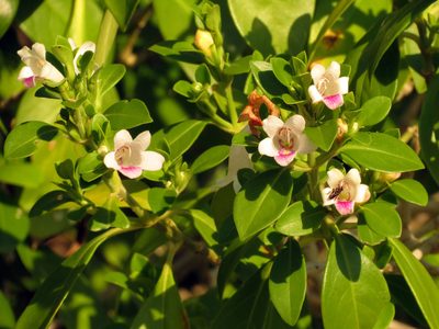 Bravaisia berlandieriana, photographed by Katja Schulz