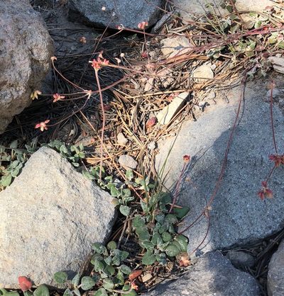 Eriogonum marifolium, photographed by desertnaturalist