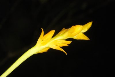 Bulbophyllum auriflorum, photographed by Scott Loarie