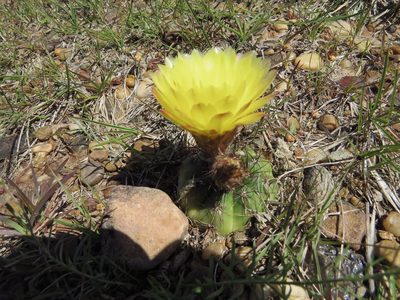 Parodia ottonis, photographed by Leonel Roget