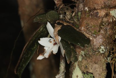 Aerangis fastuosa, photographed by Scott Loarie