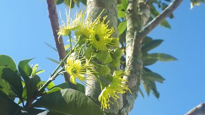 Xanthostemon chrysanthus, photographed by Ong Jyh Seng