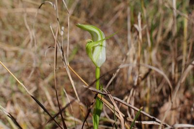 Pterostylis alpina, photographed by Lek Khauv
