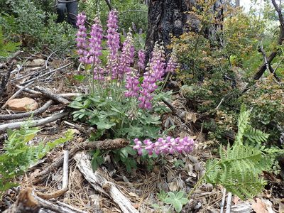 Lupinus cervinus, photographed by Scott Yarger