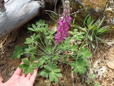 Lupinus cervinus, photographed by Scott Yarger
