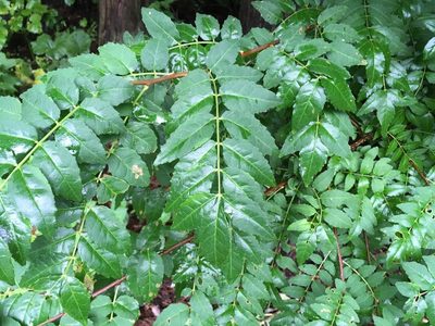 Zanthoxylum piperitum, photographed by Luka S. (someplant)