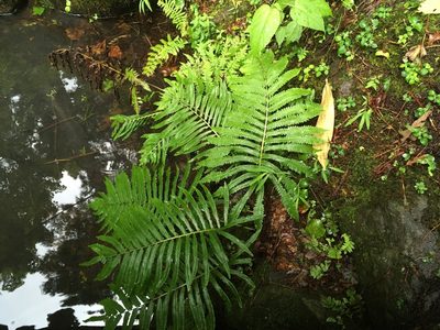 Pentarhizidium orientale, photographed by Luka S. (someplant)