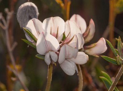 Lotus australis, photographed by Rolf Lawrenz