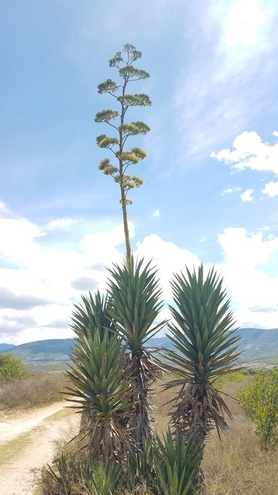Agave karwinskii, photographed by Alan Rockefeller