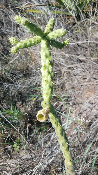 Opuntia pumila, photographed by Alan Rockefeller