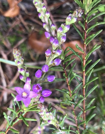 Philotheca spicata, photographed by Ann Bentley