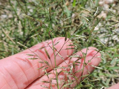 Eragrostis barrelieri, photographed by Sam Kieschnick