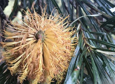 Banksia littoralis, photographed by Ann Bentley