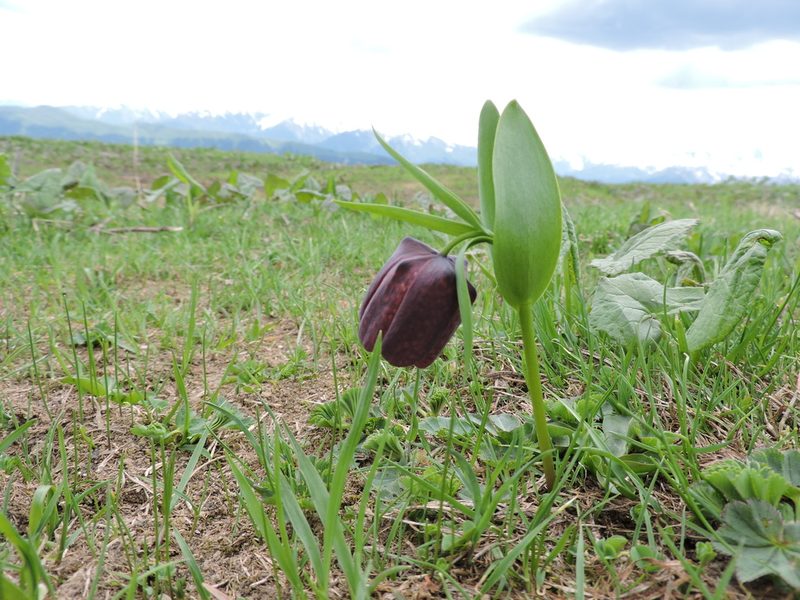 Fritillaria latifolia, photographed by Борис Георги