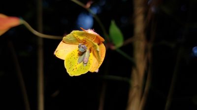 Bomarea edulis, photographed by Alan Rockefeller