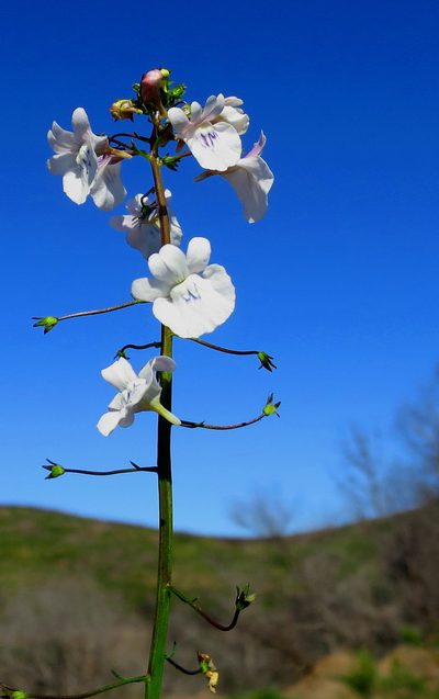 Nemesia elata, photographed by Di Turner