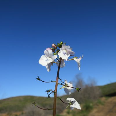 Nemesia elata, photographed by Di Turner