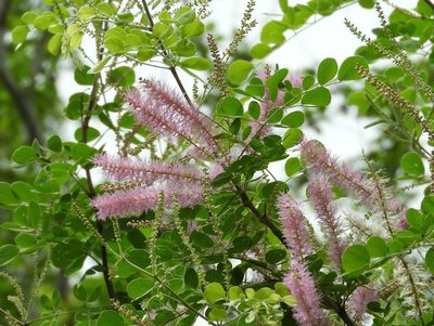 Mimosa spirocarpa, photographed by Francisco Farriols Sarabia