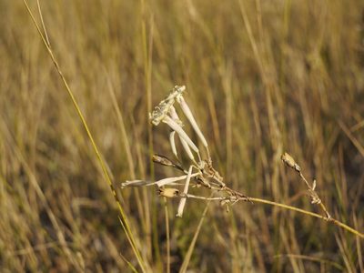 Silene bupleuroides, photographed by Roman