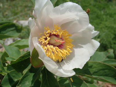 Paeonia arietina, photographed by John Kenrick Gibson