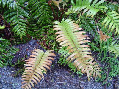 Parablechnum cordatum, photographed by Lera Miles