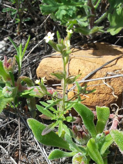 Polycarena silenoides, photographed by Chris Vynbos