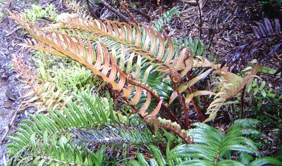 Parablechnum cordatum, photographed by Lera Miles
