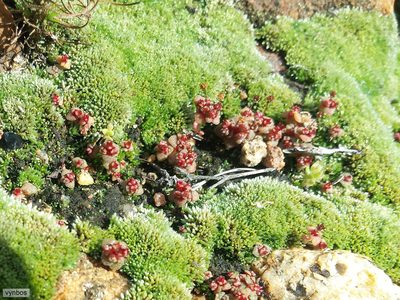 Crassula umbellata, photographed by Chris Vynbos