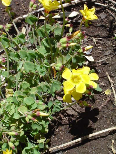 Oxalis valdiviensis, photographed by Lera Miles