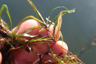 Potamogeton obtusifolius, photographed by Matt Bowser