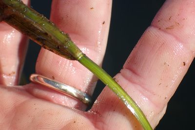 Potamogeton zosteriformis, photographed by Matt Bowser