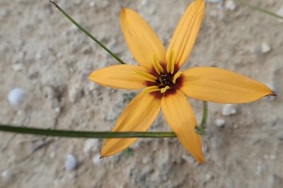 Pauridia linearis, photographed by Peter Warren