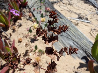 Mucronea perfoliata, photographed by Kyle Nessen
